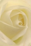 This exquisite image draws you into the gentle embrace of a cream-white rose, capturing every nuance of its spiraling petals as if you are nestled at its very core. The texture is lusciously soft, reminiscent of freshly fallen morning dew in Stanmore's woodlands, with barely-there shadows accentuating the bloom's delicate geometry. There's a serene glow radiating from the centre, the ivory hues bathed in soft ambient light akin to sunrise over Canons Park. The atmosphere exudes peace; it's the stillness of an early morning or a quiet expression of love. For a florist in Stanmore, this rose is an ultimate expression of reverence-whether for paying homage, extending admiration, or marking a new beginning. Its fragrance floats on the air-sweet, subtle, and refined, evocative of a classic English garden. Every detail in this close-up speaks to the craft and care of the artist who arranged it, ensuring the rose delivers not just beauty but heartfelt meaning to anyone in Stanmore lucky enough to receive it.